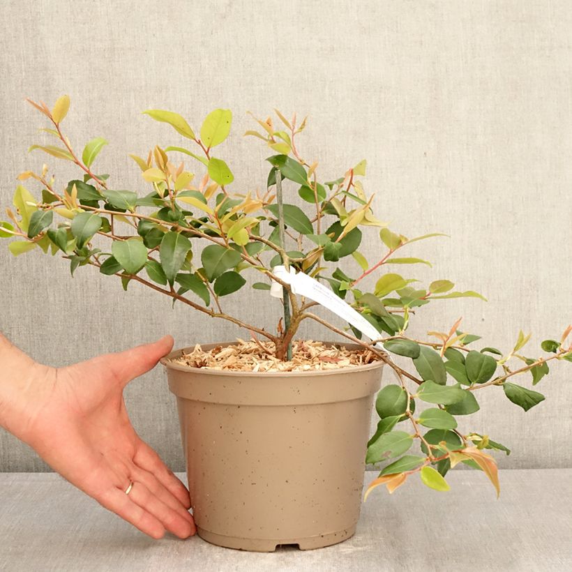 Spécimen de Camélia champêtre - Camellia Quintessence Pot de 4L/5L tel que livré au printemps