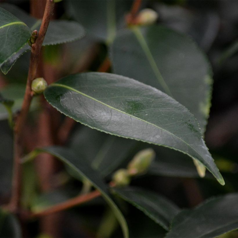 Camélia champêtre - Camellia Spring Festival (Foliage)