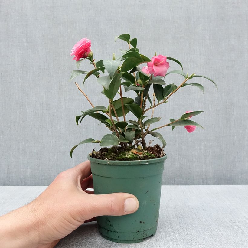 Example of Camélia champêtre - Camellia Spring Festival Pot de 12 cm / 13 cm as you get in printemps