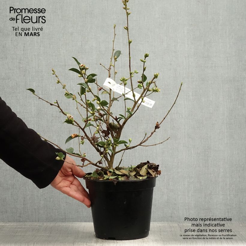 Example of Camélia champêtre Fairy blush  Pot de 3L/4L as you get in printemps