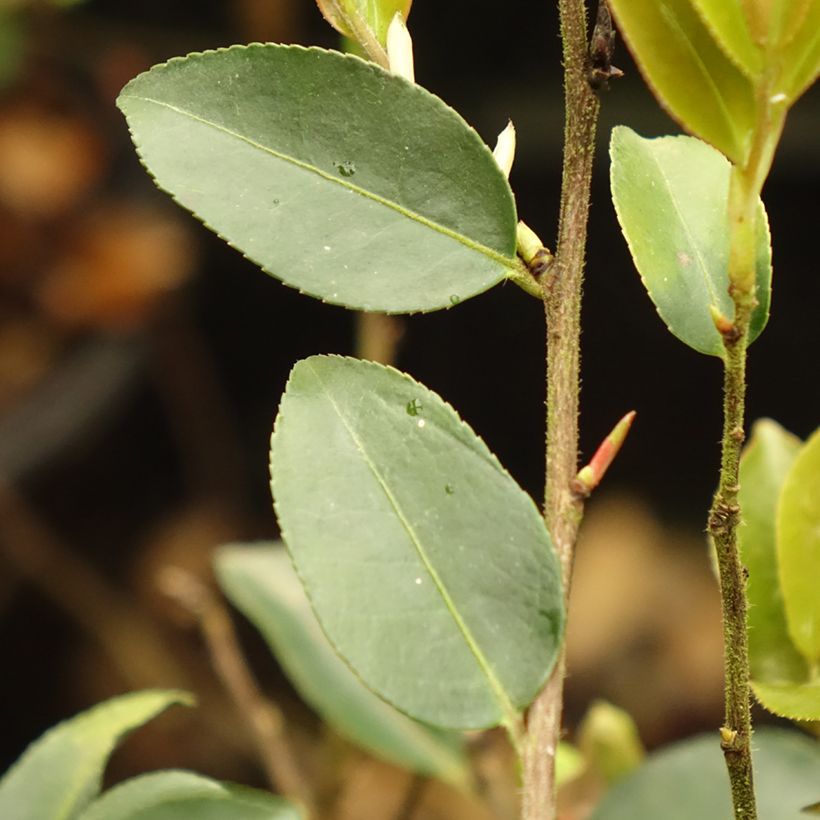Camélia champêtre Fairy blush  (Foliage)
