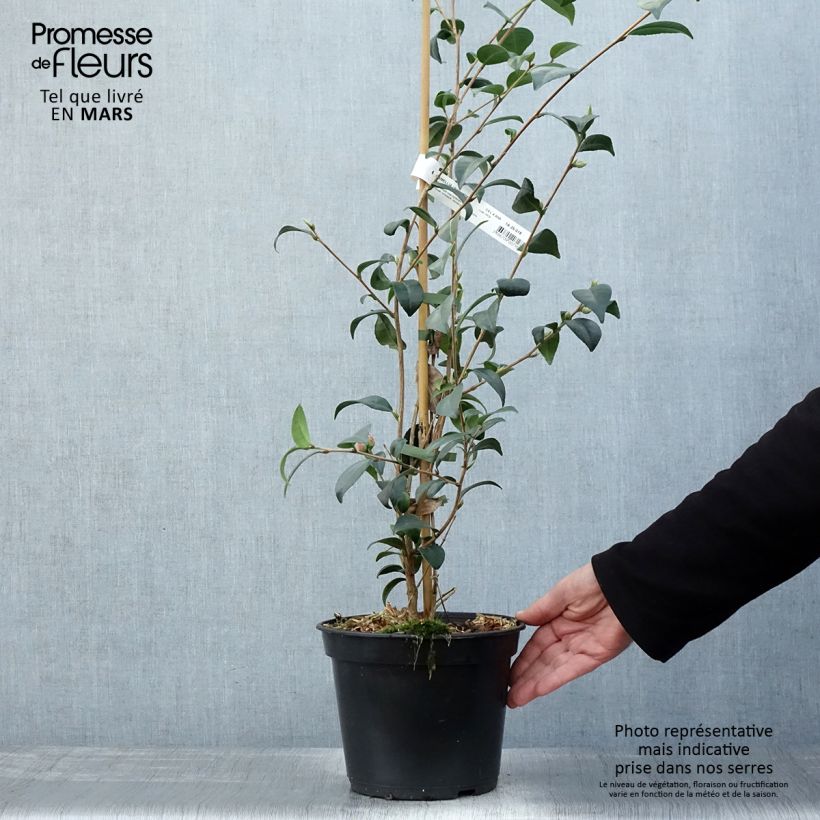 Example of Camélia champêtre Gay Baby Pot de 4L/5L as you get in printemps