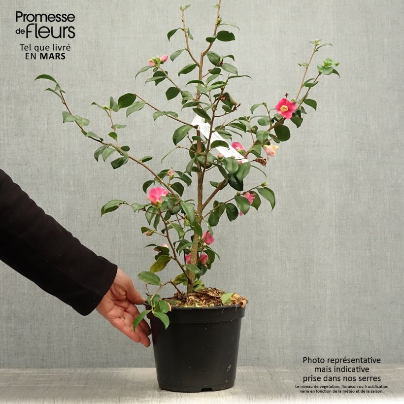 Example of Camélia champêtre Koto No Kaori  Pot de 4L/5L as you get in printemps