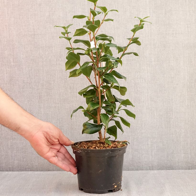 Spécimen de Camélia classique - Camellia japonica Sweet Olive Pot de 2L/3L tel que livré en été