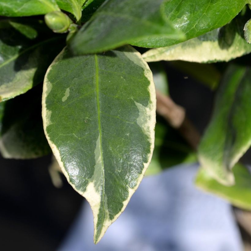 Camélia classique - Camellia Kerguelen (Foliage)