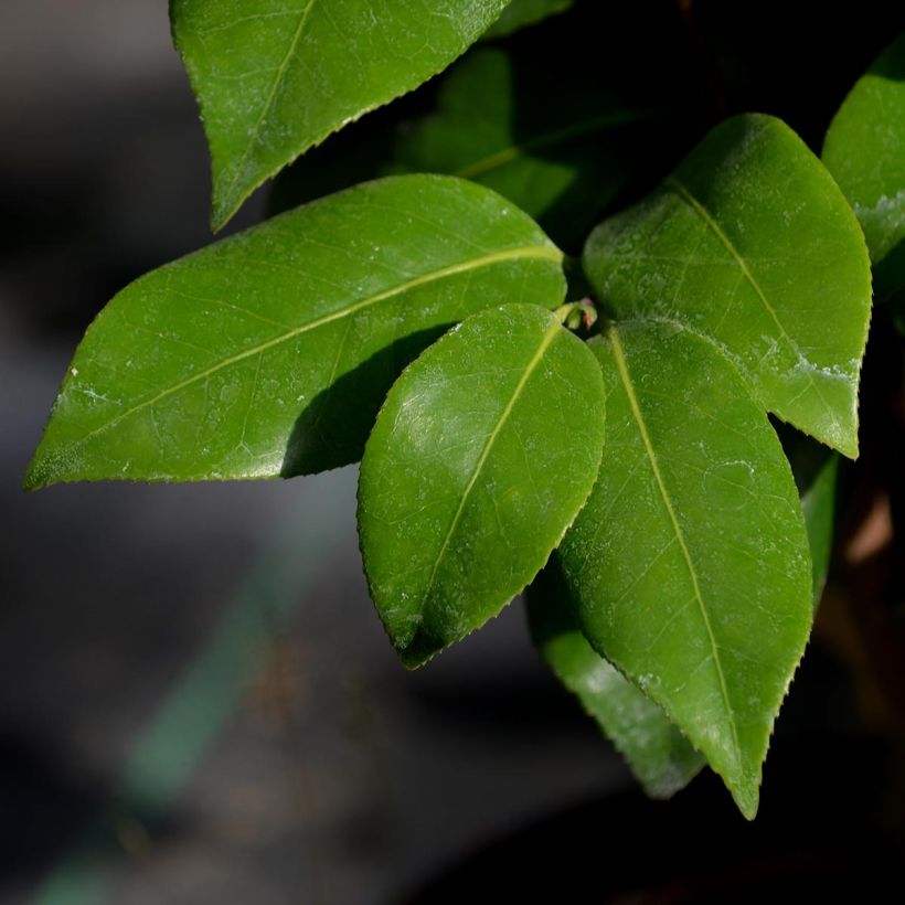 Camélia classique - Camellia Nuccio's Jewel (Foliage)