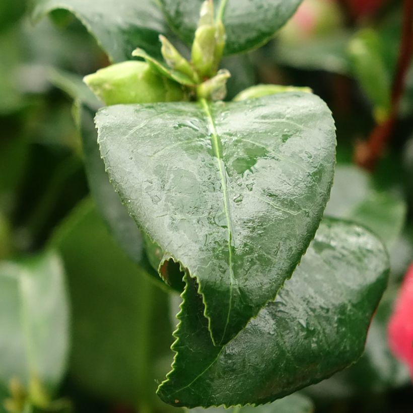 Camélia Comte de Gomer - Camellia japonica (Foliage)