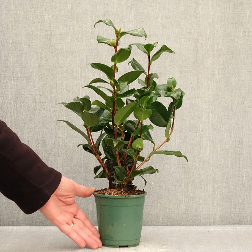 Example of Camélia Comte de Gomer - Camellia japonica Pot de 12 cm / 13 cm as you get in hiver