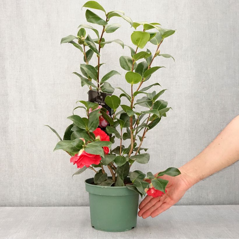 Example of Camélia Comte de Gomer - Camellia japonica Pot de 2L/3L as you get in printemps