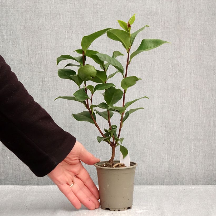 Example of Camélia Coquetti - Camellia japonica Godet de 8/9 cm as you get in hiver