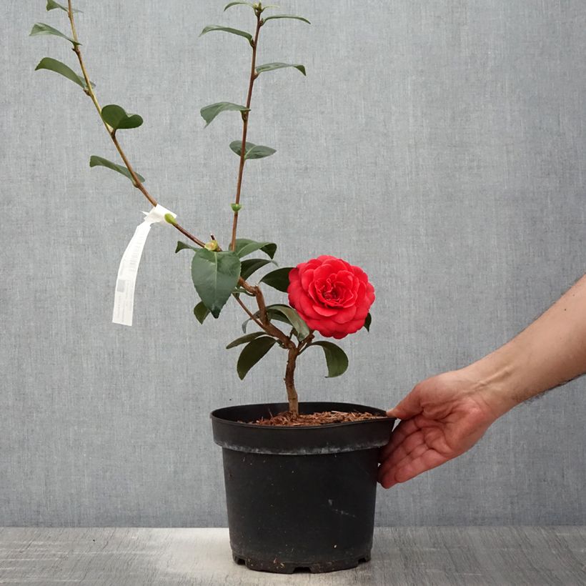 Example of Camélia Coquetti - Camellia japonica Pot de 4L/5L as you get in printemps