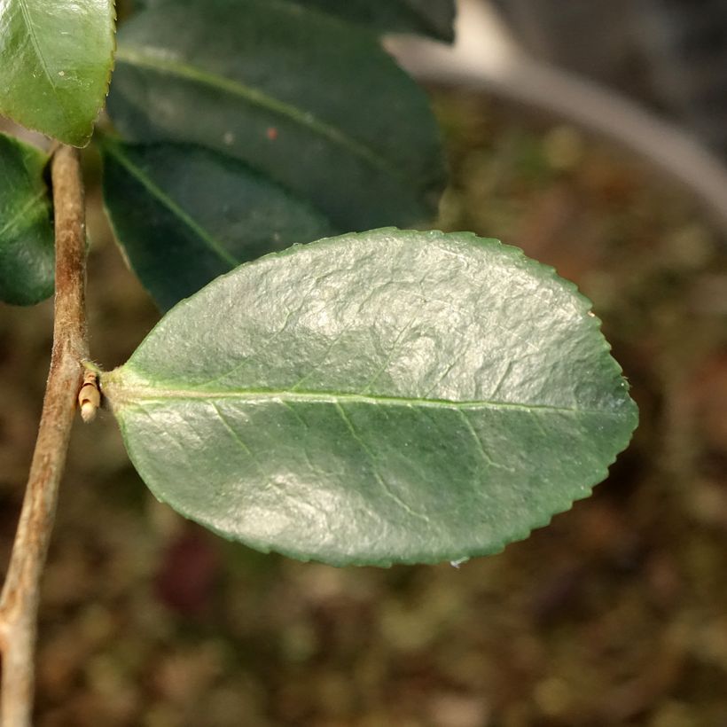 Camélia d’automne Ashtar – Camellia sasanqua  (Feuillage)