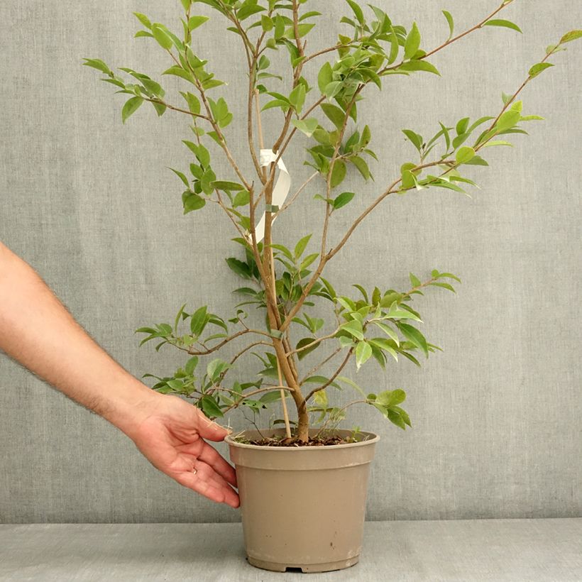 Spécimen de Camélia d'automne Autumn Jewel  Pot de 4L/5L tel que livré en été