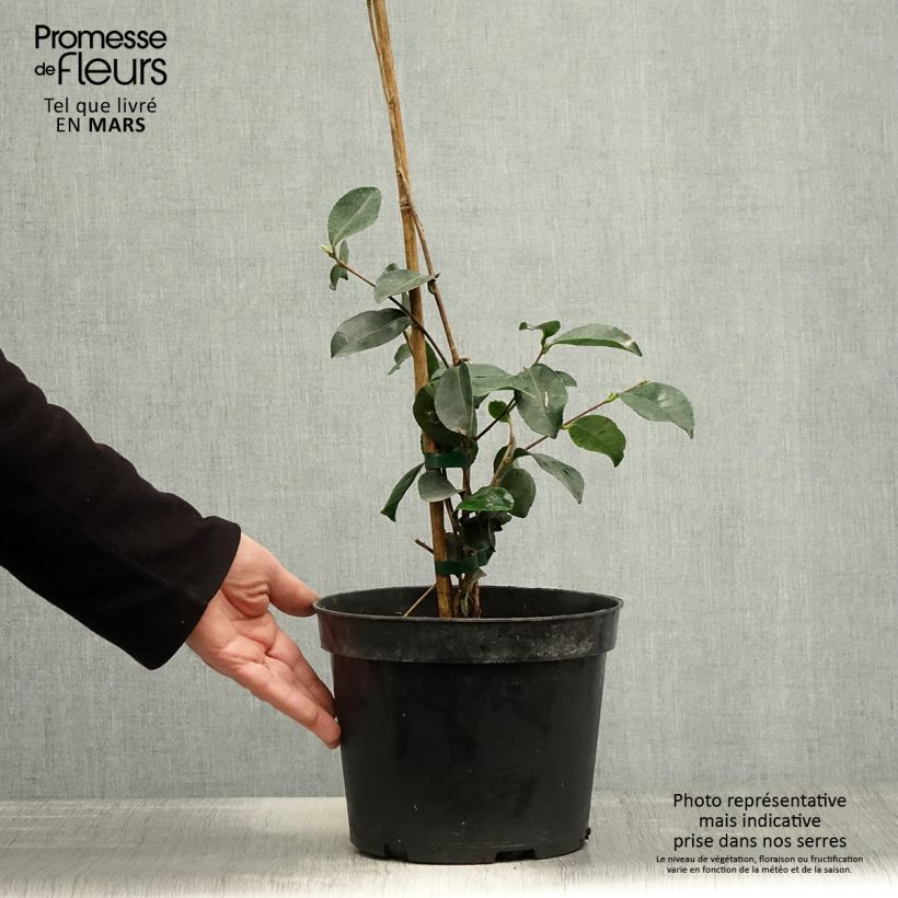 Example of Camelia d'automne - Camelia sasanqua Narumi Gaita Pot de 4L/5L as you get in printemps