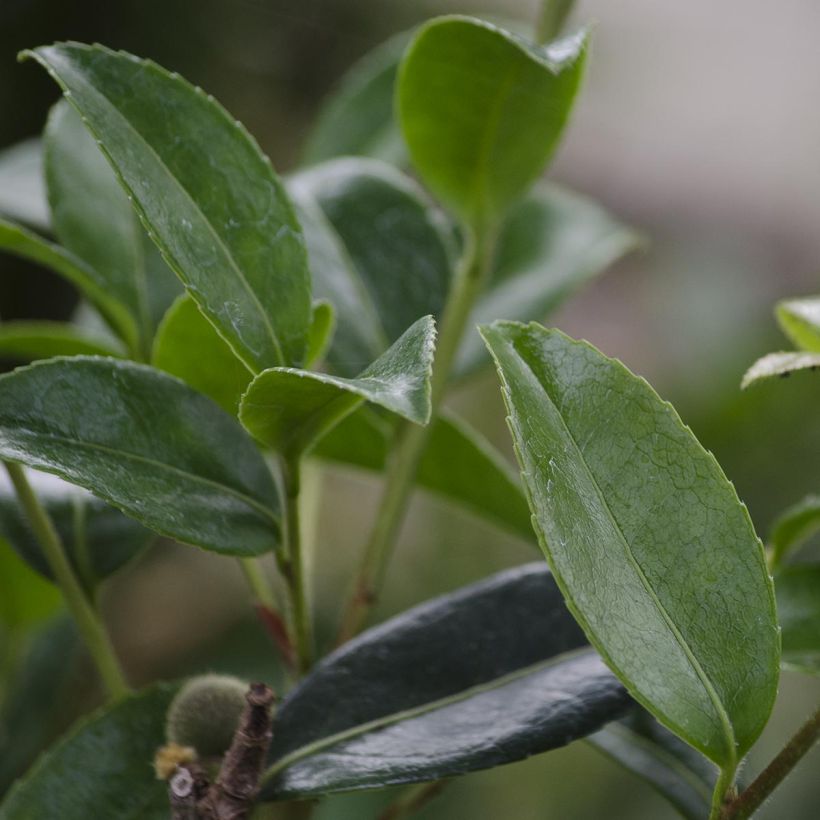 Camélia d'automne - Camellia sasanqua Survivor (Foliage)