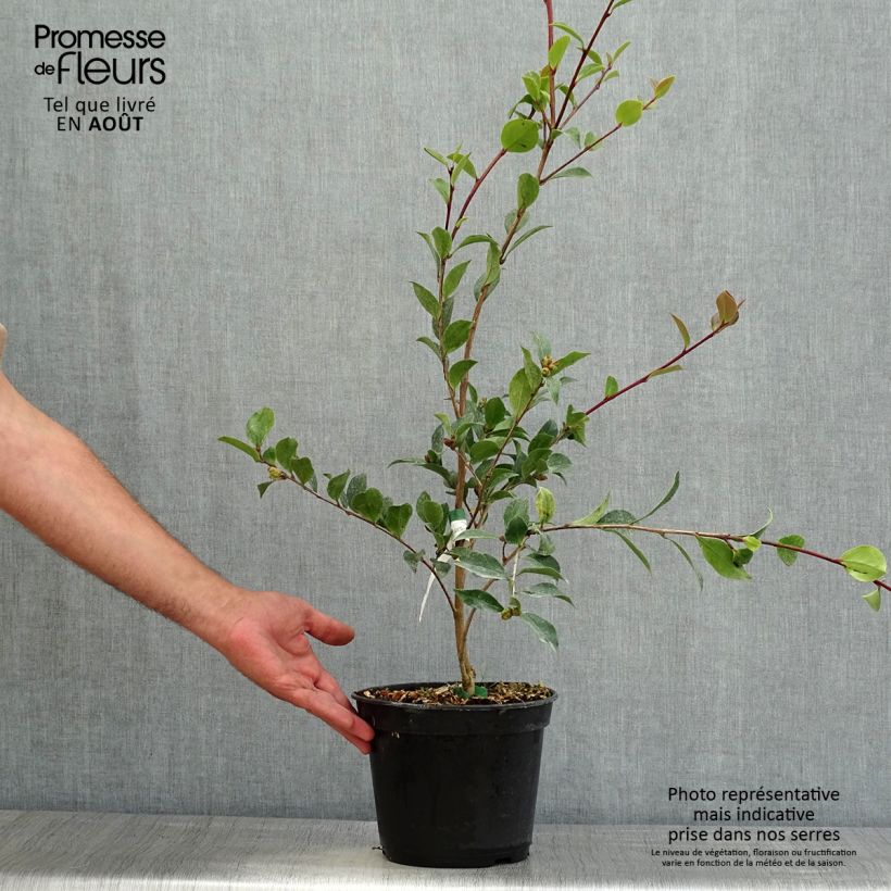 Spécimen de Camélia d'automne - Camellia sasanqua Choji Guruma Pot de 4L/5L tel que livré en été