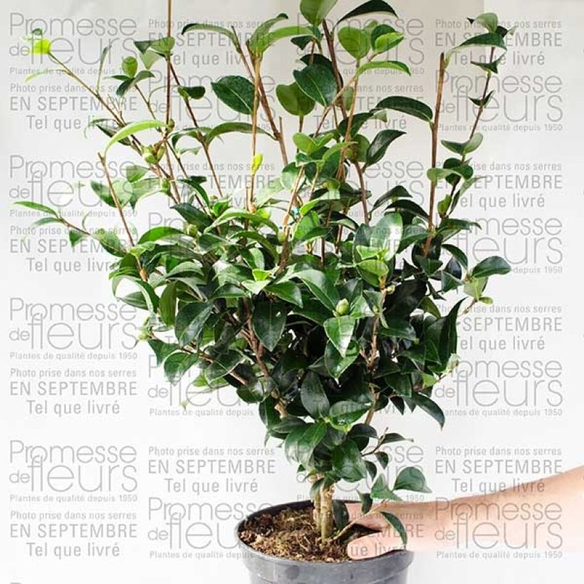 Exemple de spécimen de Camélia d'automne - Camellia sasanqua Fukusutsumi Pot de 4L/5L tel que livré