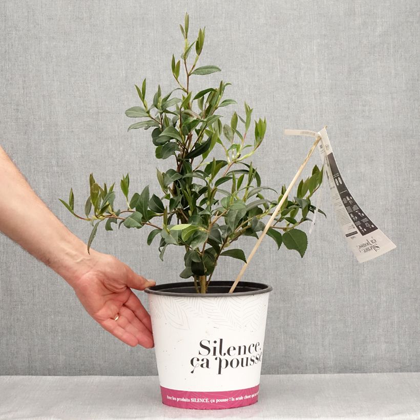 Example of Camélia d'automne - Camellia sasanqua Hinode-Gumo Pot de 4L/5L as you get in printemps