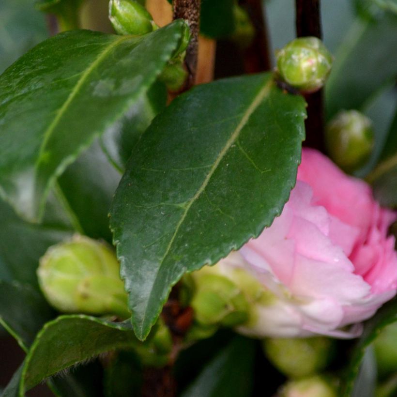 Camélia d'automne - Camellia sasanqua Interlude (Foliage)