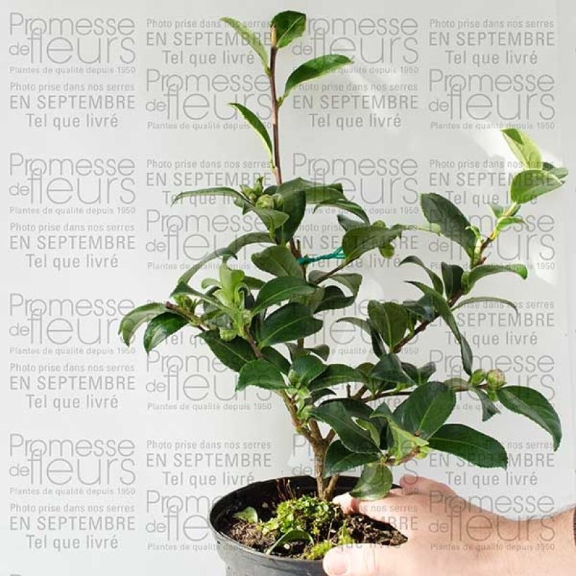 Example of Camélia d'automne - Camellia sasanqua Interlude Pot de 4L/5L as you get