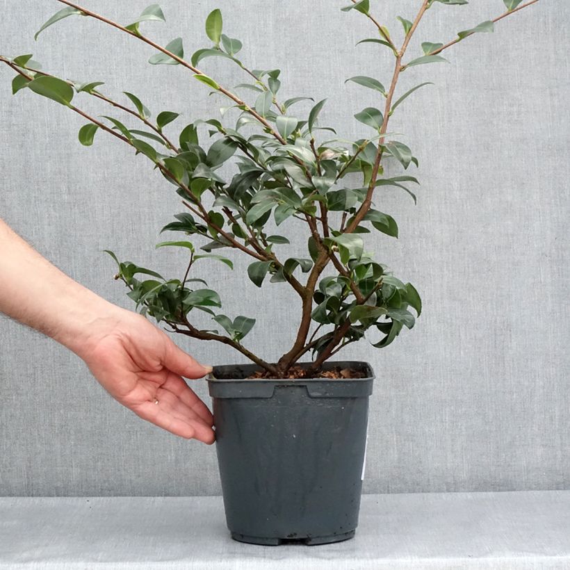 Example of Camélia d'automne - Camellia sasanqua Kanjiro Pot de 3L/4L as you get in printemps