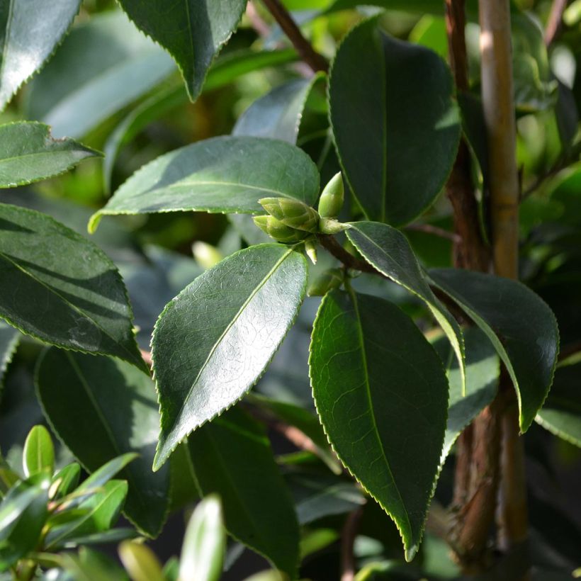 Camélia d'automne - Camellia sasanqua Yume (Foliage)