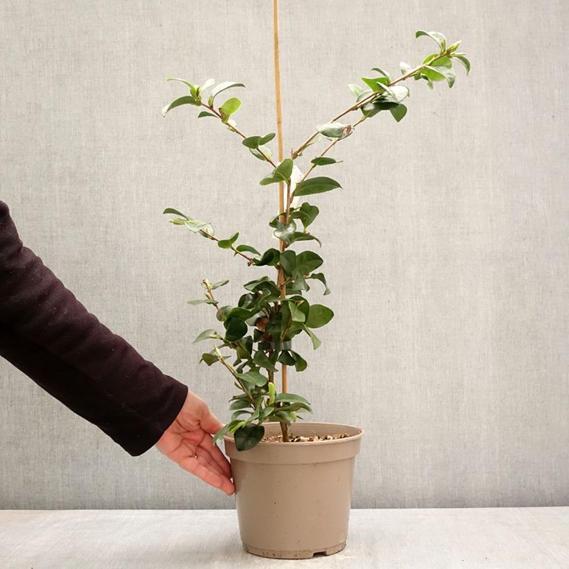 Spécimen de Camelia d'automne - Camellia x hiemalis Bonanza  Pot de 3L/4L tel que livré au printemps
