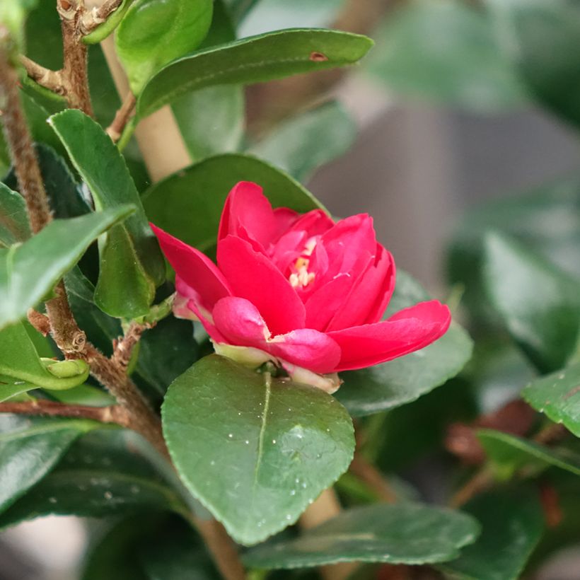 Camelia d'automne - Camellia x hiemalis Bonanza  (Flowering)