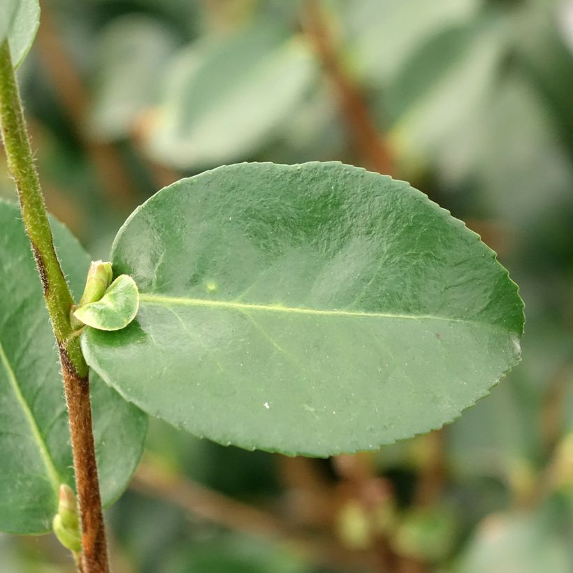 Camélia d'automne Hiryu - Camellia sasanqua (Feuillage)