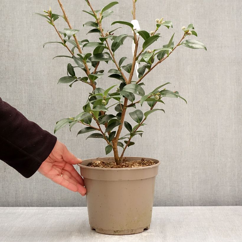 Spécimen de Camélia d'automne Hiryu - Camellia sasanqua Pot de 4L/5L tel que livré au printemps