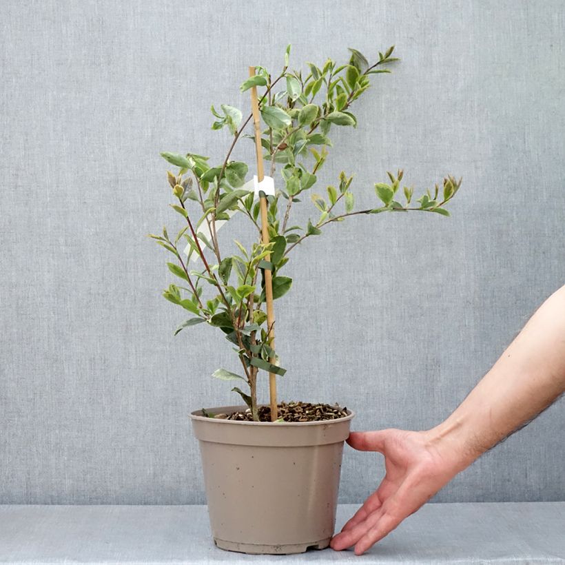 Example of Camélia d'automne panaché - Camelia sasanqua Variegata  Pot de 4L/5L as you get in printemps