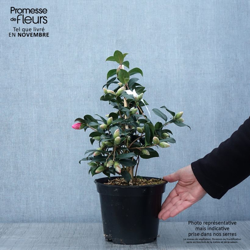Spécimen de Camélia Donation - Camellia (x) williamsii Pot de 2L/3L tel que livré en automne