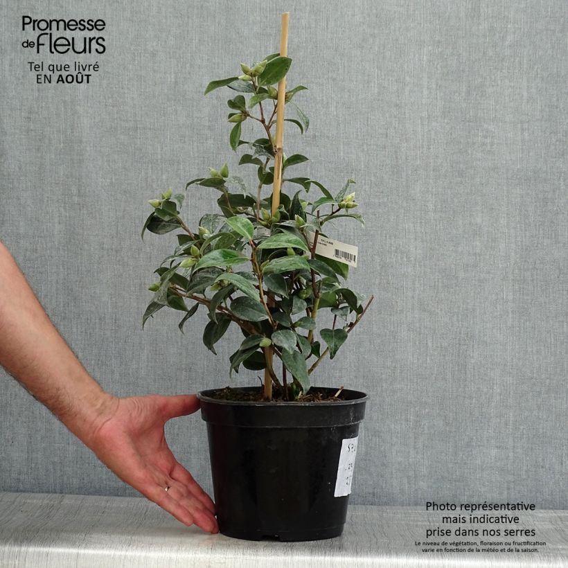 Spécimen de Camélia Donation - Camellia (x) williamsii Pot de 2L/3L tel que livré en été