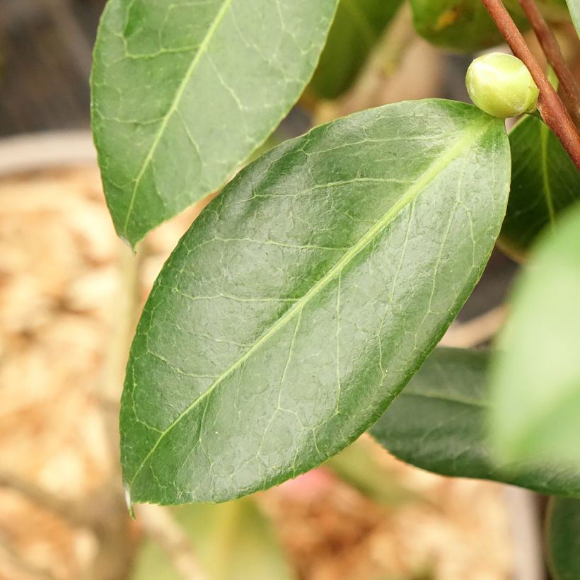 Camélia Donckelarii - Camellia japonica (Feuillage)