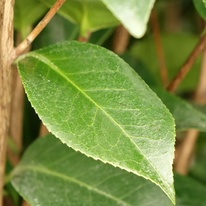Camélia du Japon - Camellia Three Sisters  (Foliage)