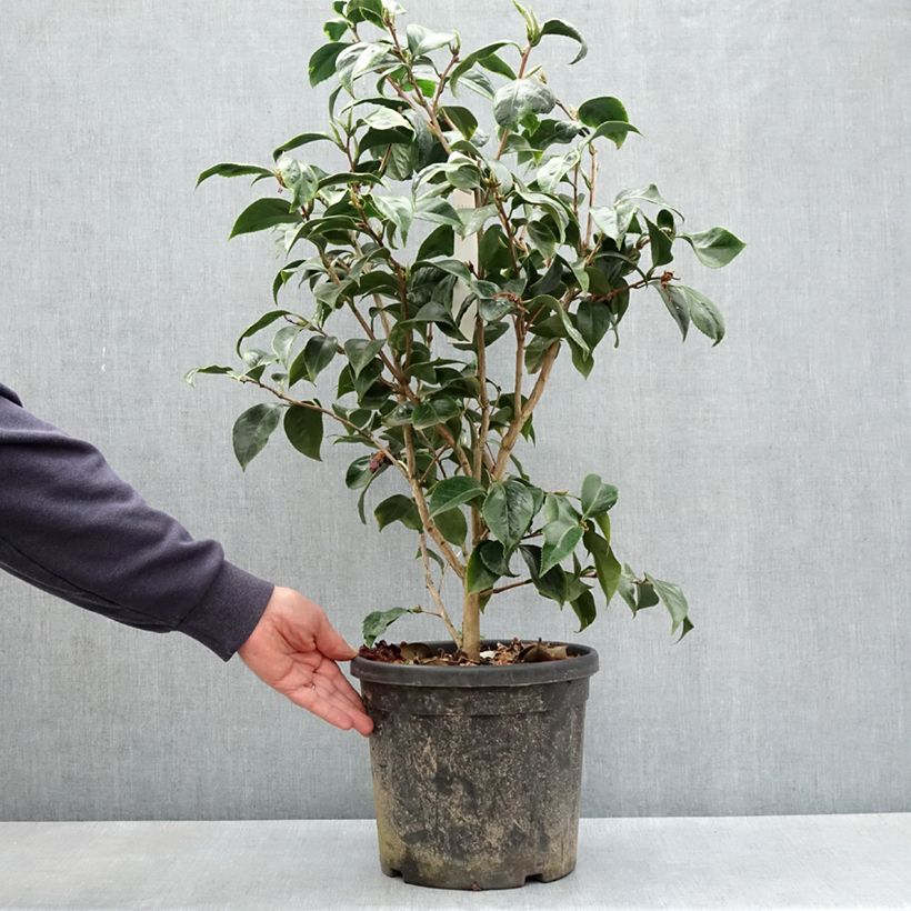 Example of Camélia du Japon Painter's Palette - Camellia japonica  Pot de 4L/5L as you get in printemps