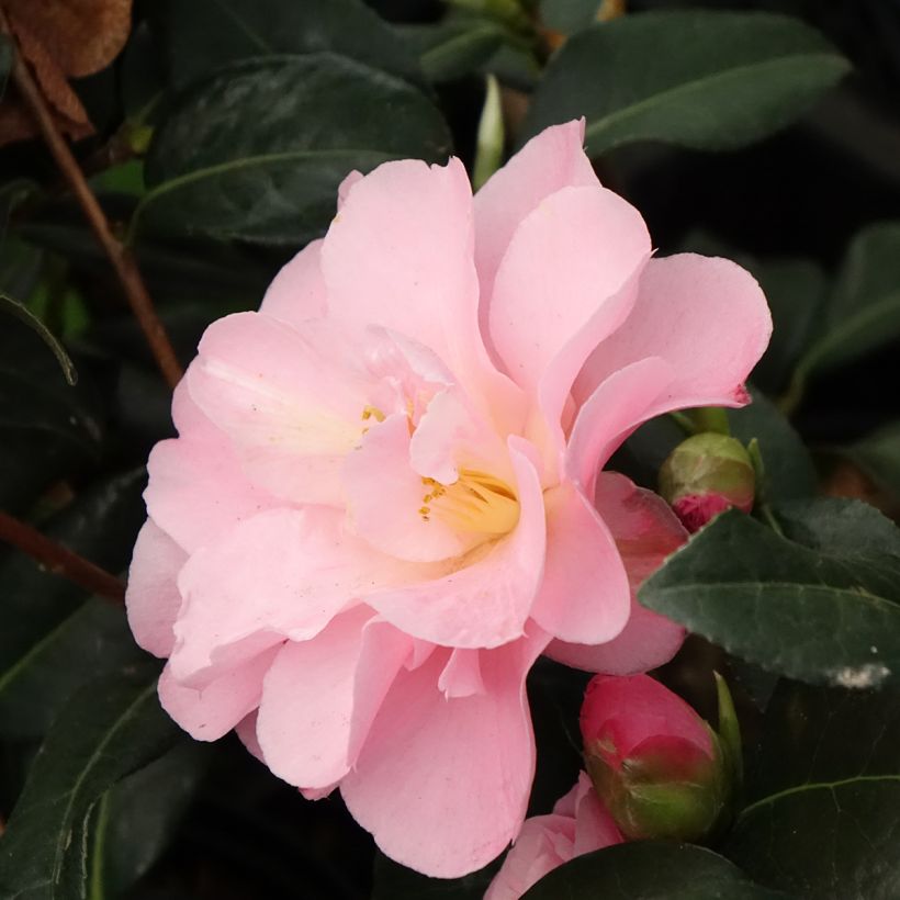 Camélia hybride Nicky Crisp (Floraison)