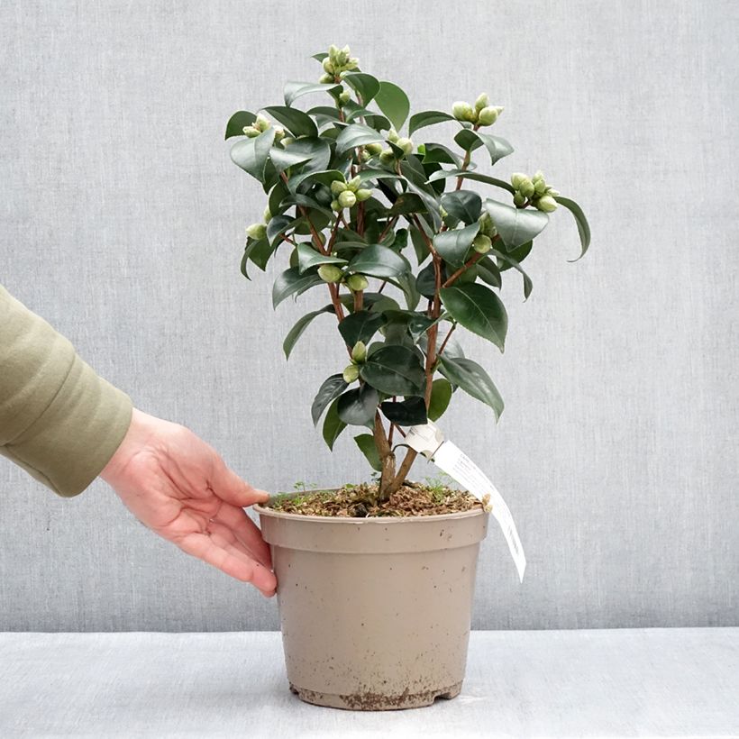 Example of Camélia Il Gioiello - Camellia japonica Pot de 4L/5L as you get in hiver