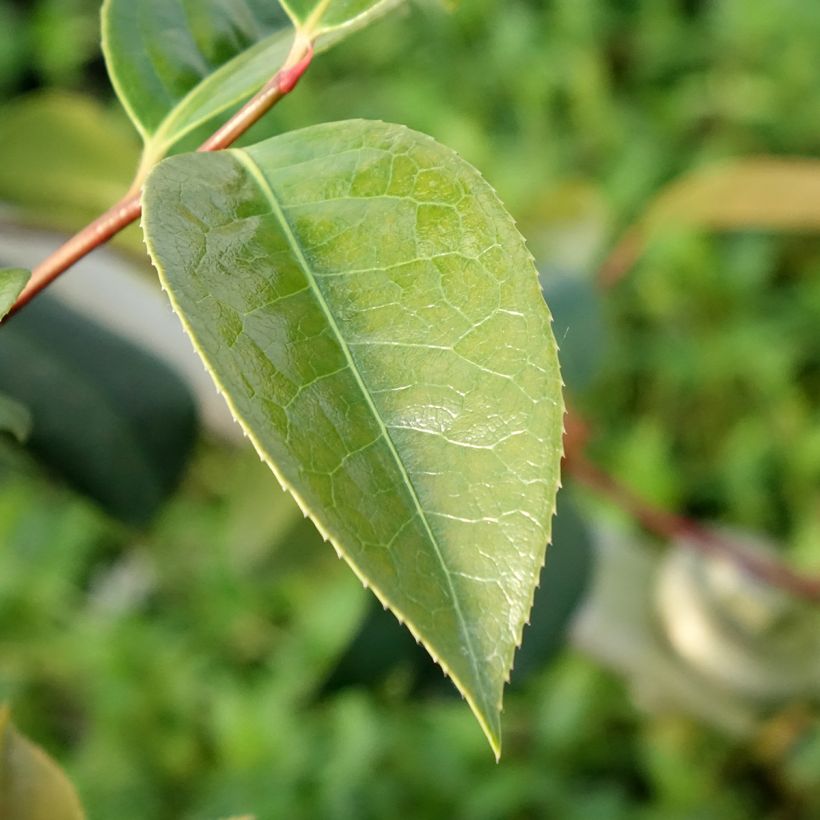 Camélia Inspiration - Camellia x reticulata (Feuillage)
