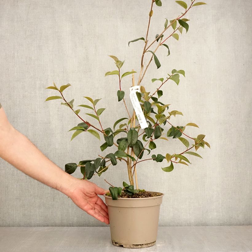 Spécimen de Camélia Inspiration - Camellia x reticulata Pot de 4L/5L tel que livré au printemps