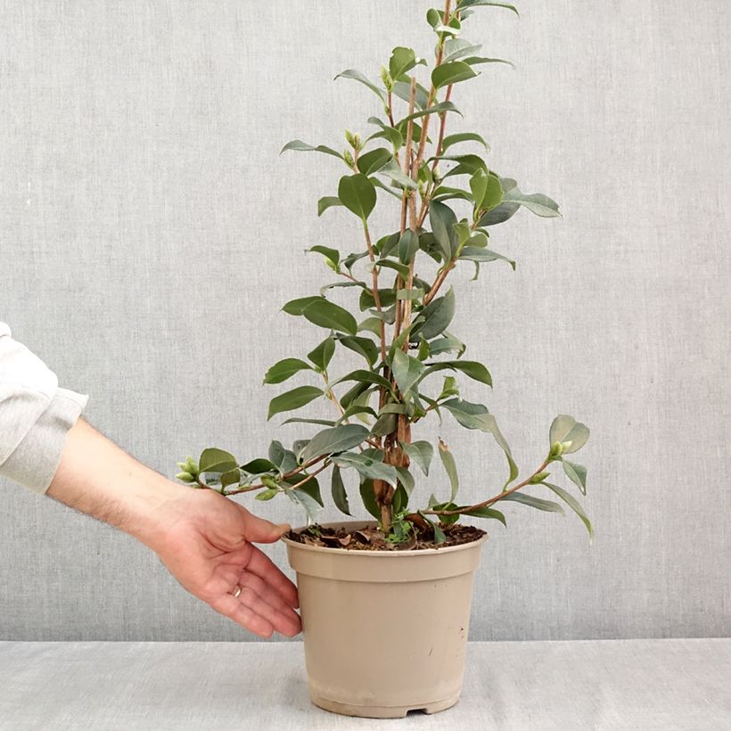 Spécimen de Camélia Lucky Star - Camellia (x) williamsii Pot de 4L/5L tel que livré en automne