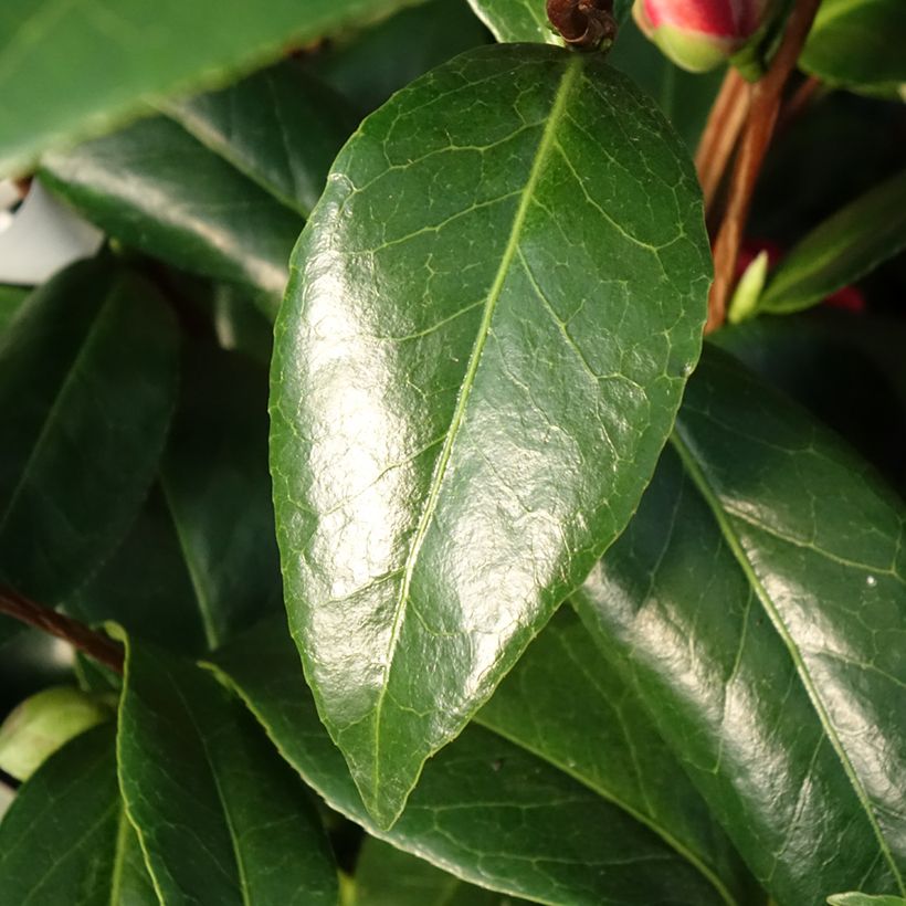 Camélia Manuroa Road - Camellia japonica (Foliage)