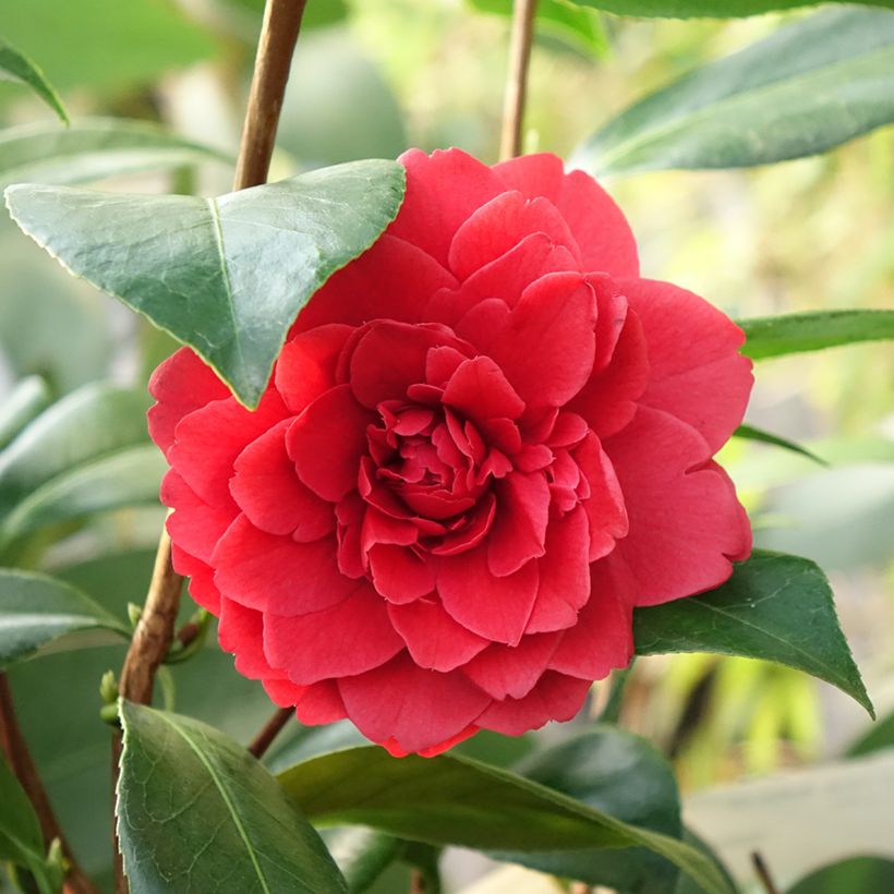 Camélia Manuroa Road - Camellia japonica (Flowering)