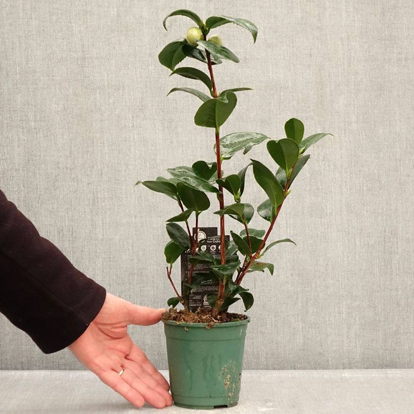 Spécimen de Camélia Margaret Davis - Camellia japonica Pot de 12 cm / 13 cm tel que livré en hiver