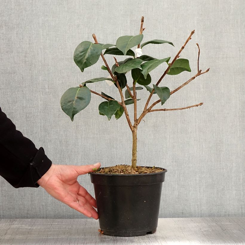 Example of Camélia Marie-Galante - Camellia japonica Pot de 4L/5L as you get in printemps