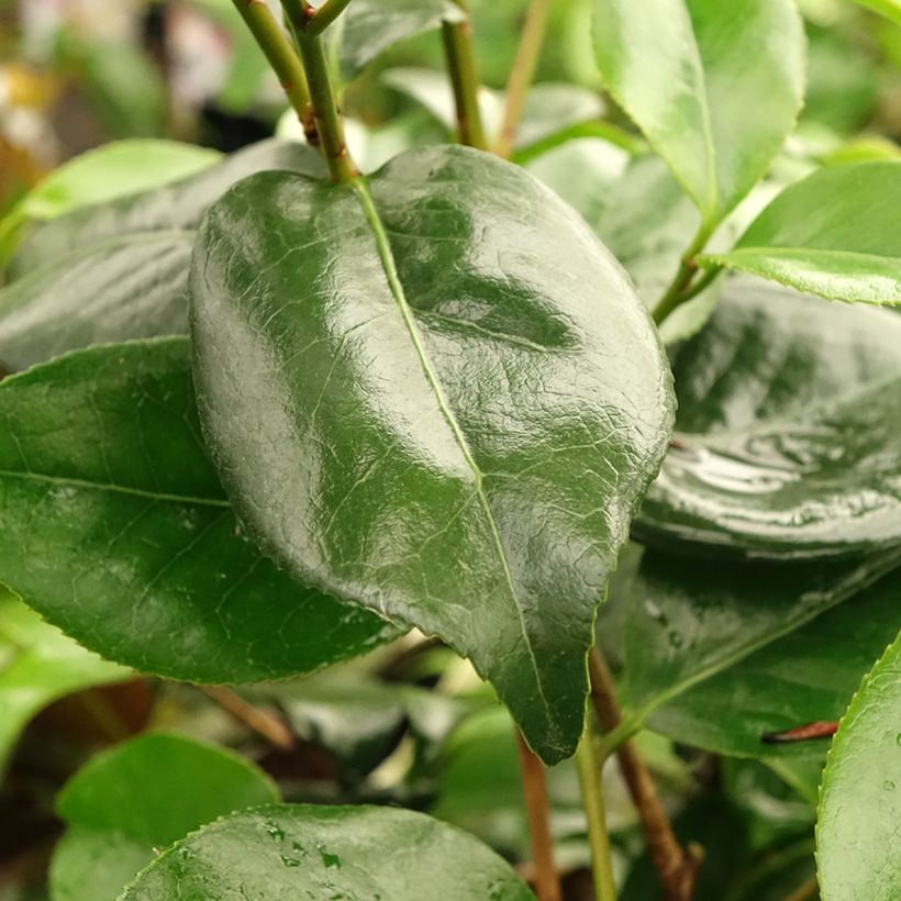 Camélia Midnight Variegated - Camellia japonica (Foliage)