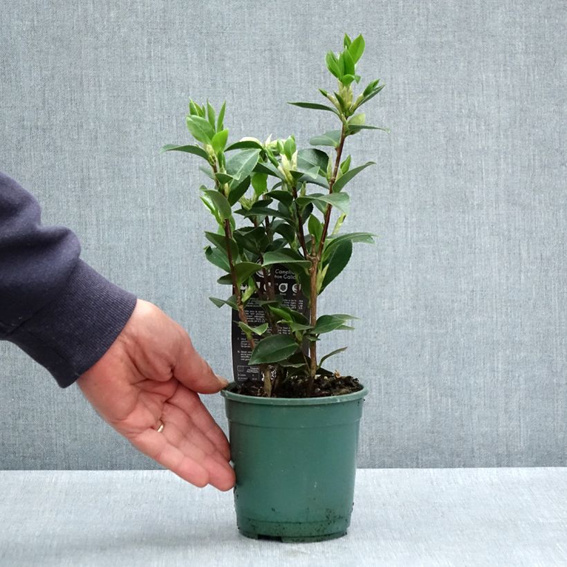 Example of Camélia Mrs. Tingley - Camellia japonica Pot de 12 cm / 13 cm as you get in printemps