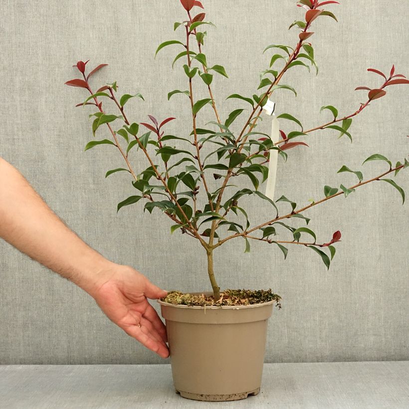 Spécimen de Camélia Night Rider - Camellia x williamsii Pot de 4L/5L tel que livré en été