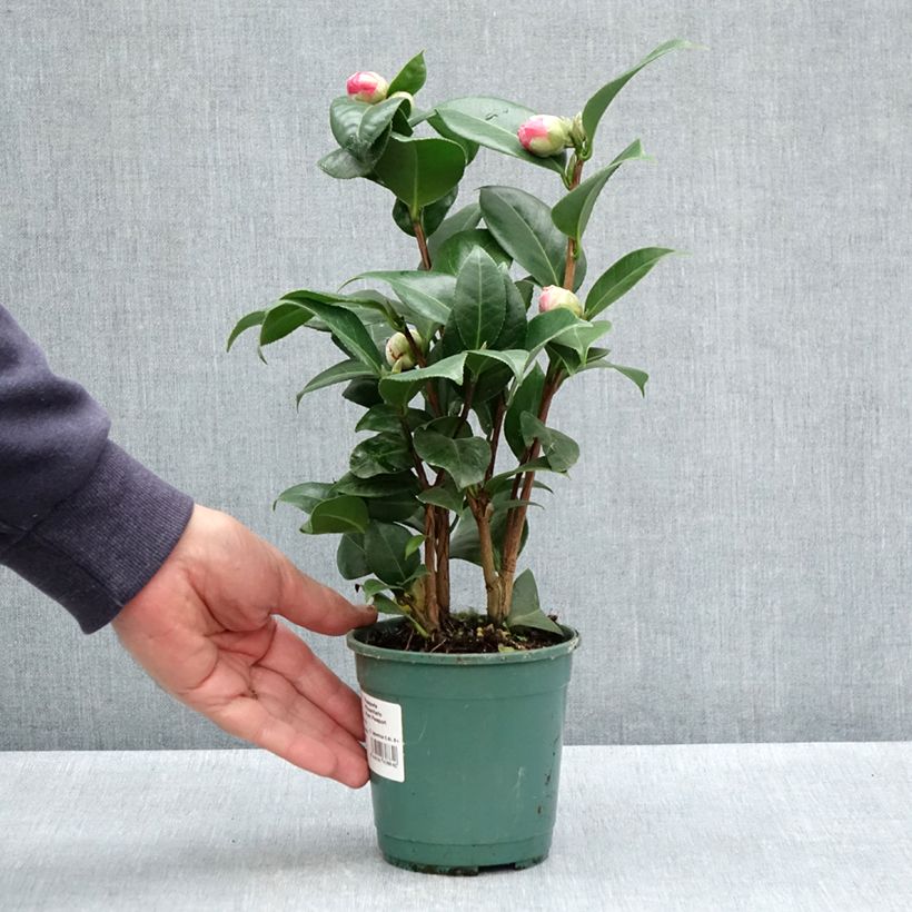 Example of Camélia Nuccio's Cameo - Camellia japonica Pot de 12 cm / 13 cm as you get in printemps