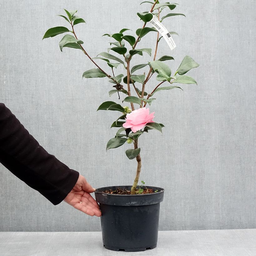 Example of Camélia Nuccio's Cameo - Camellia japonica Pot de 4L/5L as you get in printemps